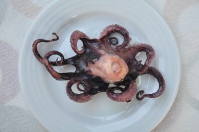 Baby Ahtapot / Baby Octopus